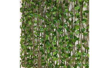 绿叶藤蔓植物